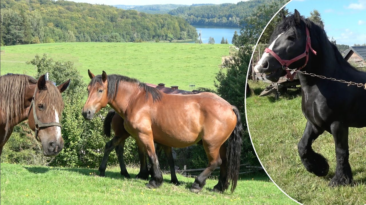 Konie Sztumskie na Kaszubach, Ogier Chuligan