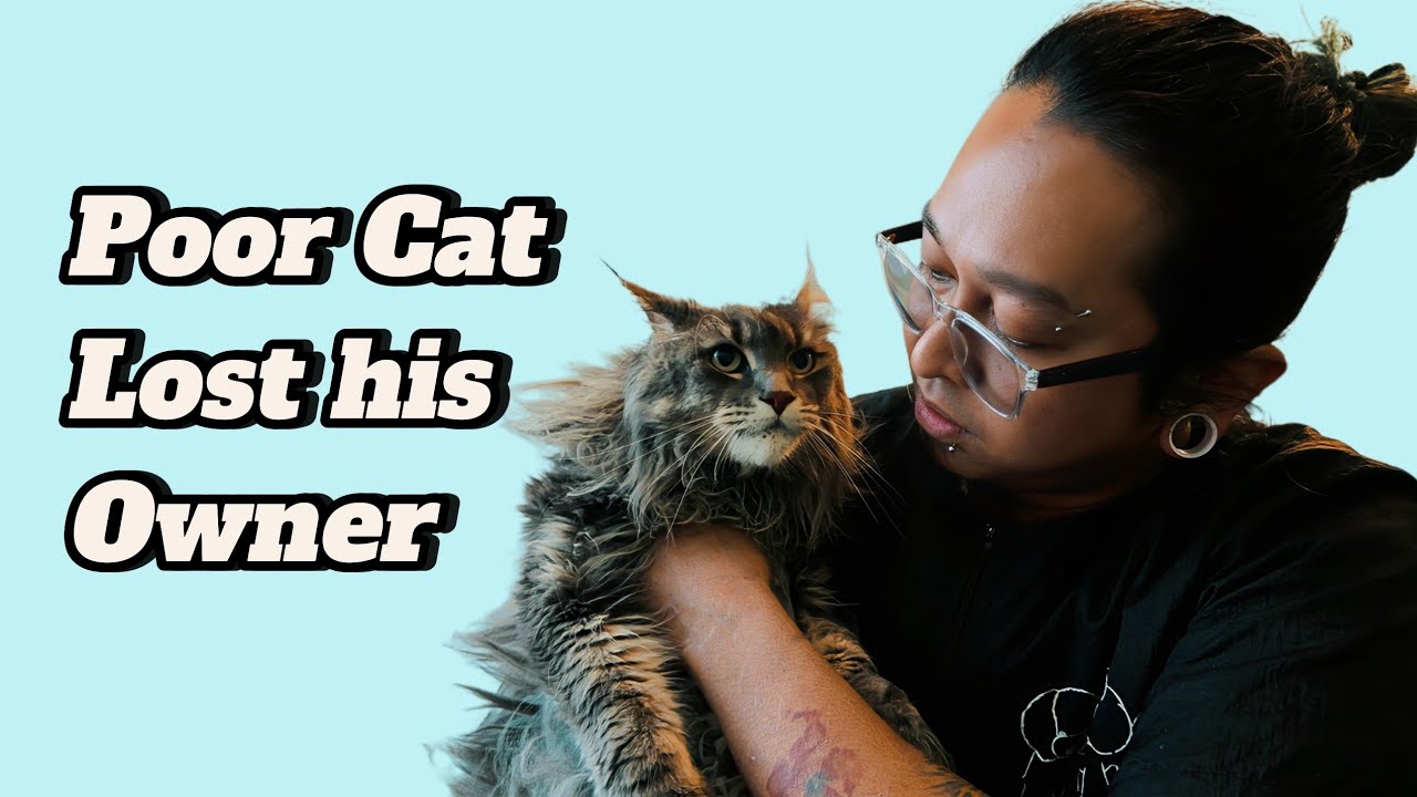 Maine Coon Cat OREO (Lost His Owner) 😢😢😢