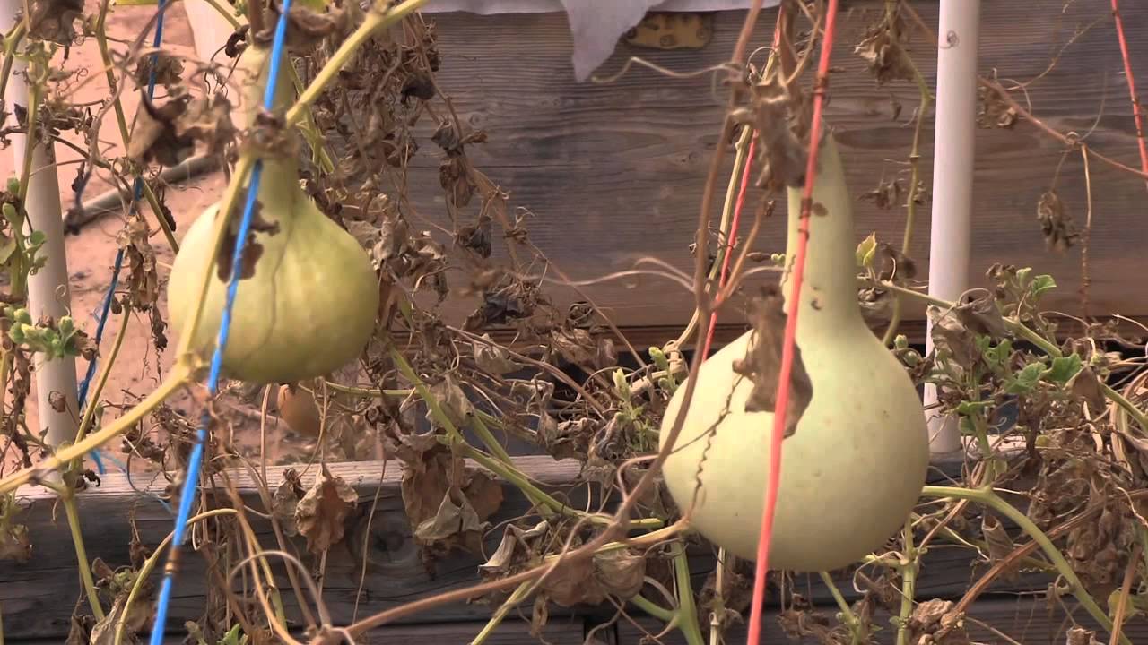 Santo Domingo Greenhouse