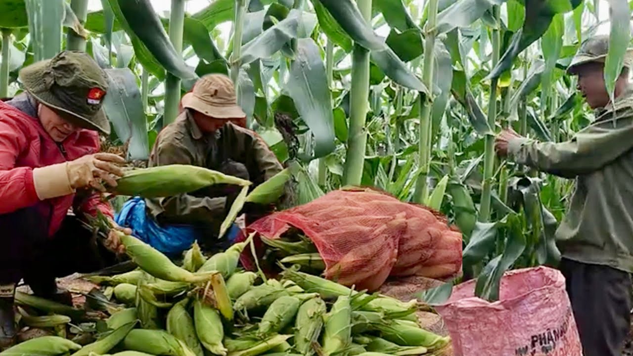 Сбор сладкой американской кукурузы Дюк Тронг — свежесобранная кукуруза, сразу же приготовленная д...