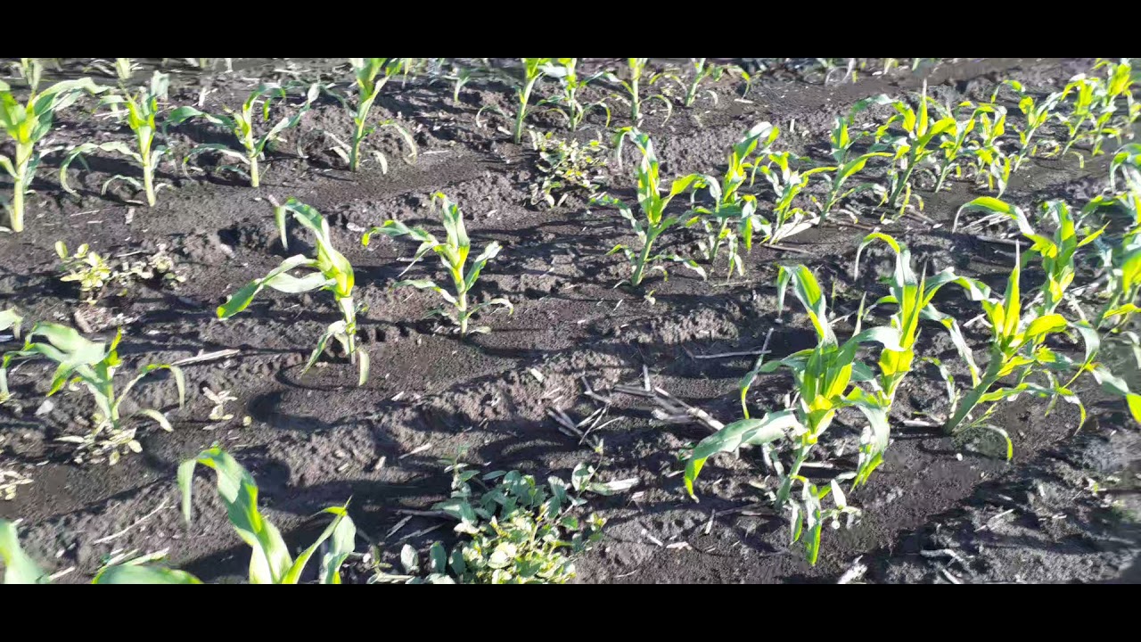 10.06.2021 Висновки МіладарДуо (Ukravit) на 5+