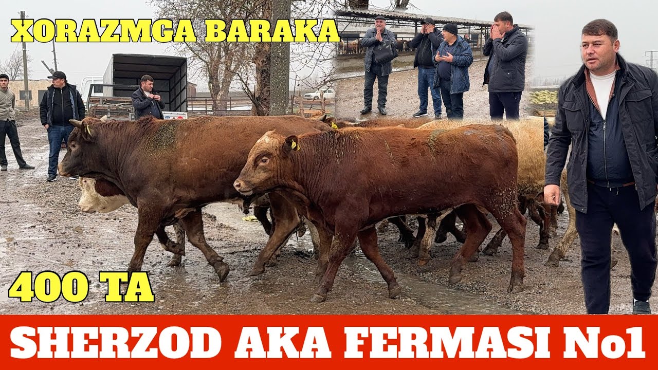 SHERZOD AKA 400 TA BUQA BAZADA BOR 107 TA SOTUVDA 15/35 mlngacha 
