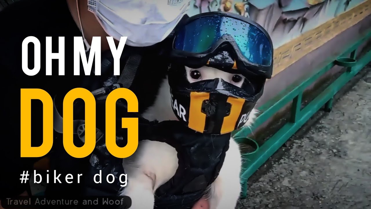 OH MY DOG ! Watch to find out more! Traveling with dog