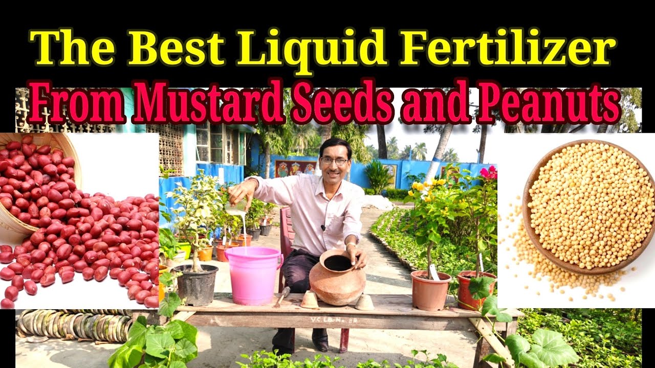 Prepare the Best Liquid Fertilizer from Mustard Seed and Peanut 