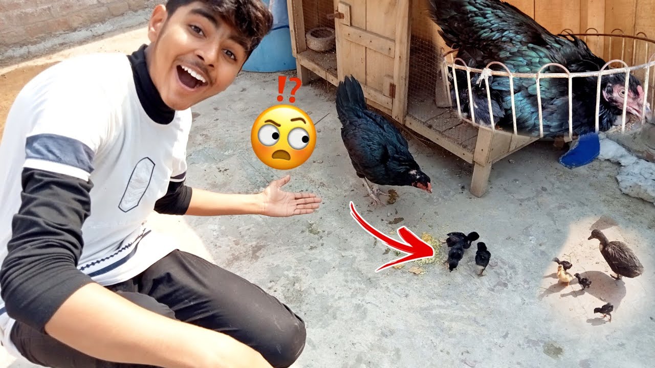 Chicks Ko Setup Py Ly Aye 😀 Kya Murgi Chicks Ko Accept Kry Gi