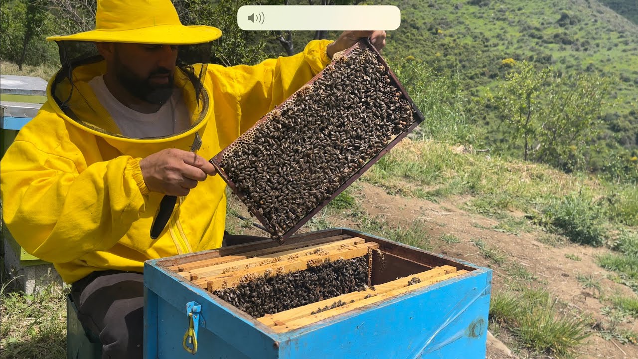 🙉🙉🙉QUMESHT BLETE 🙈🙈🙈🐝🐝para pergatitje se si mund te marrim qumesht blete🍯🍯🍯09.05.2022