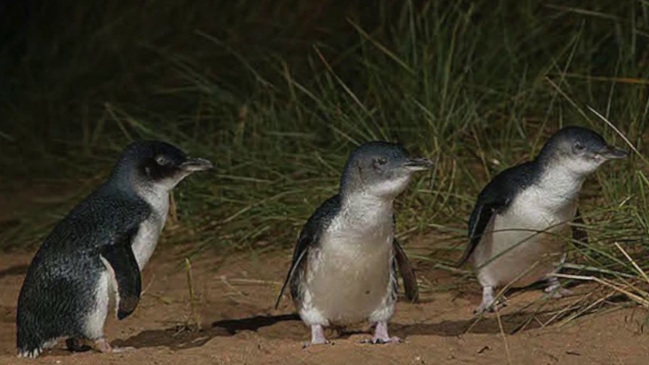 Phillip Island & Penguin Parade