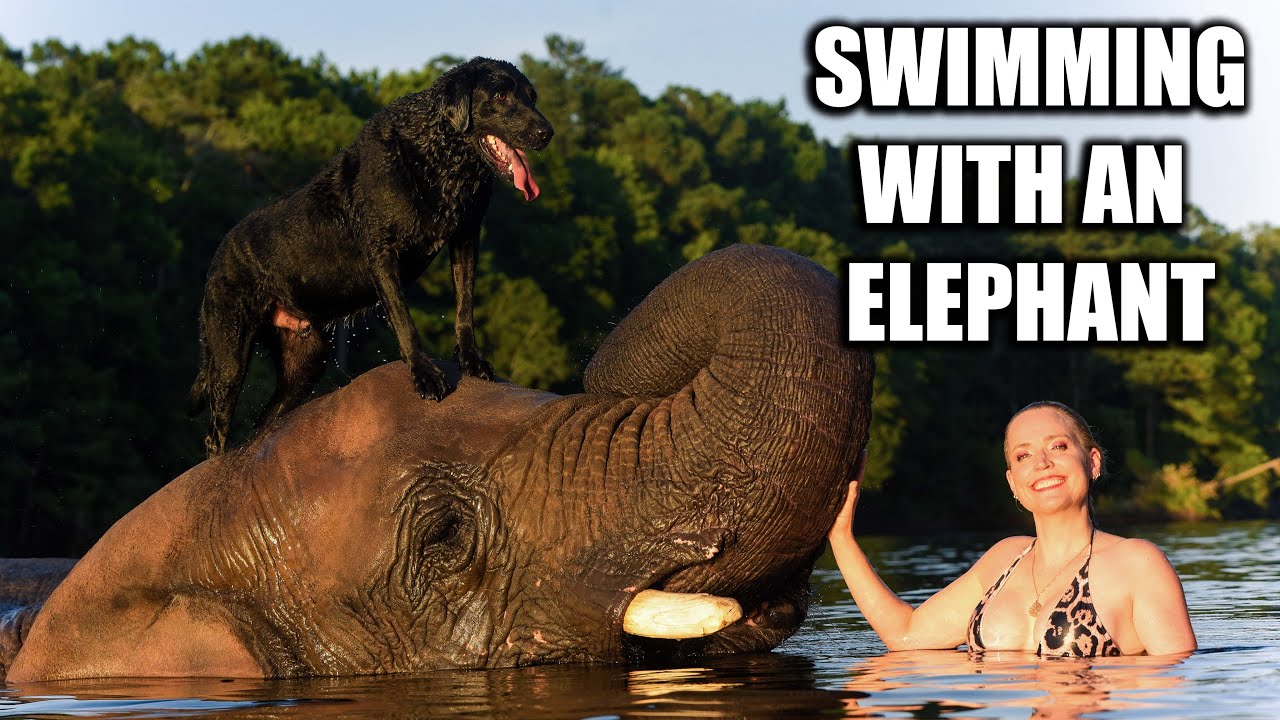 Swimming With an Elephant! | Myrtle Beach Safari