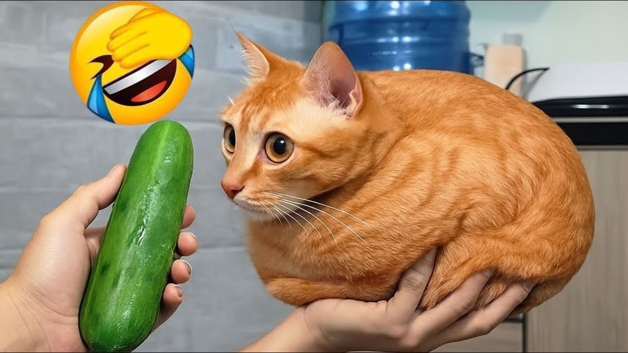 Try Not To Laugh 😂 Best Funny Cats and Dogs Videos 2026 😽🐶 Part 7