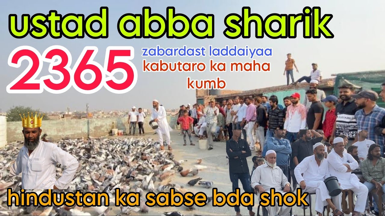 2365 kabutaro ki Zabardast ladaiyya |Ustaad abba sharik aaj tk Hindustan me aisa shok nhi dekha hoga