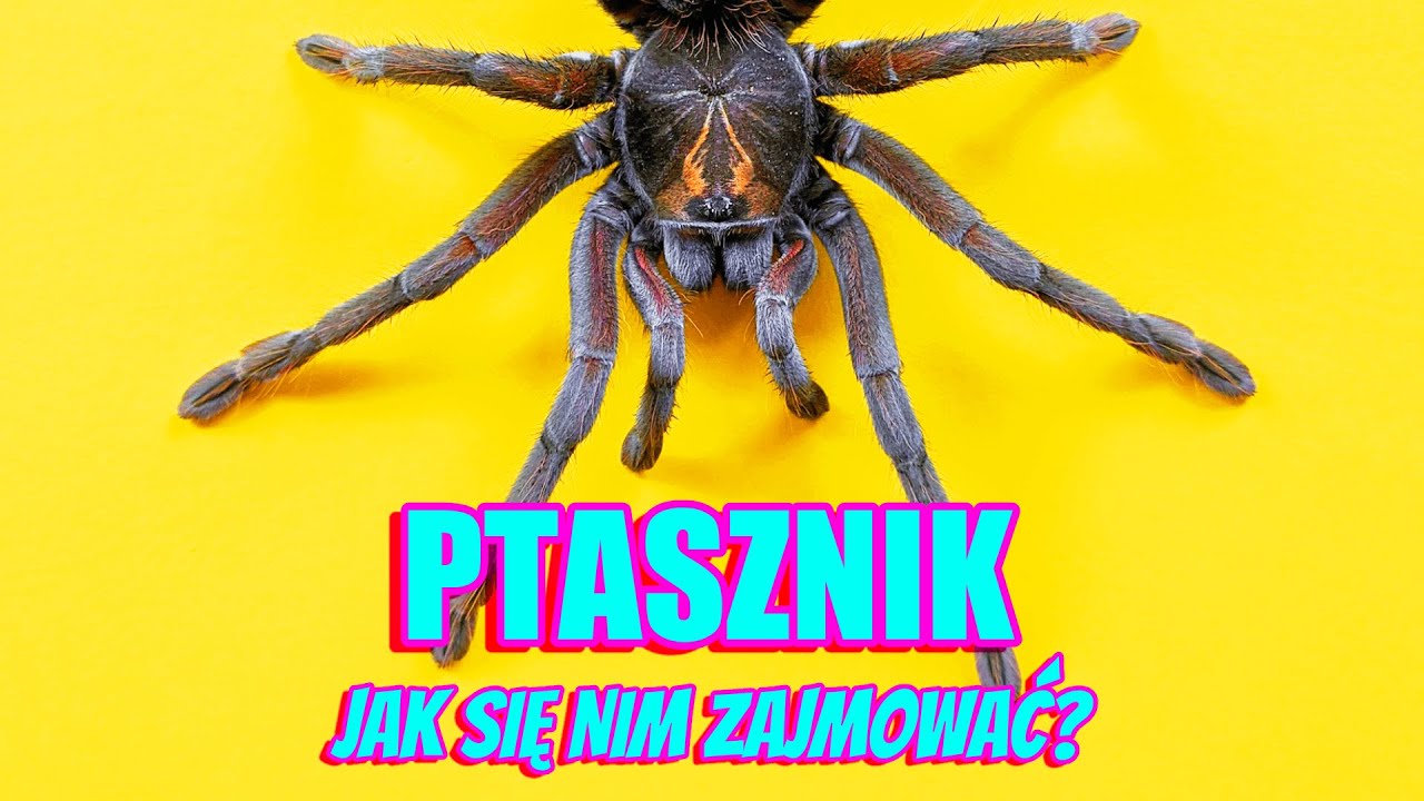 Jak hodować PTASZNIKA? Poradnik dla początkujących