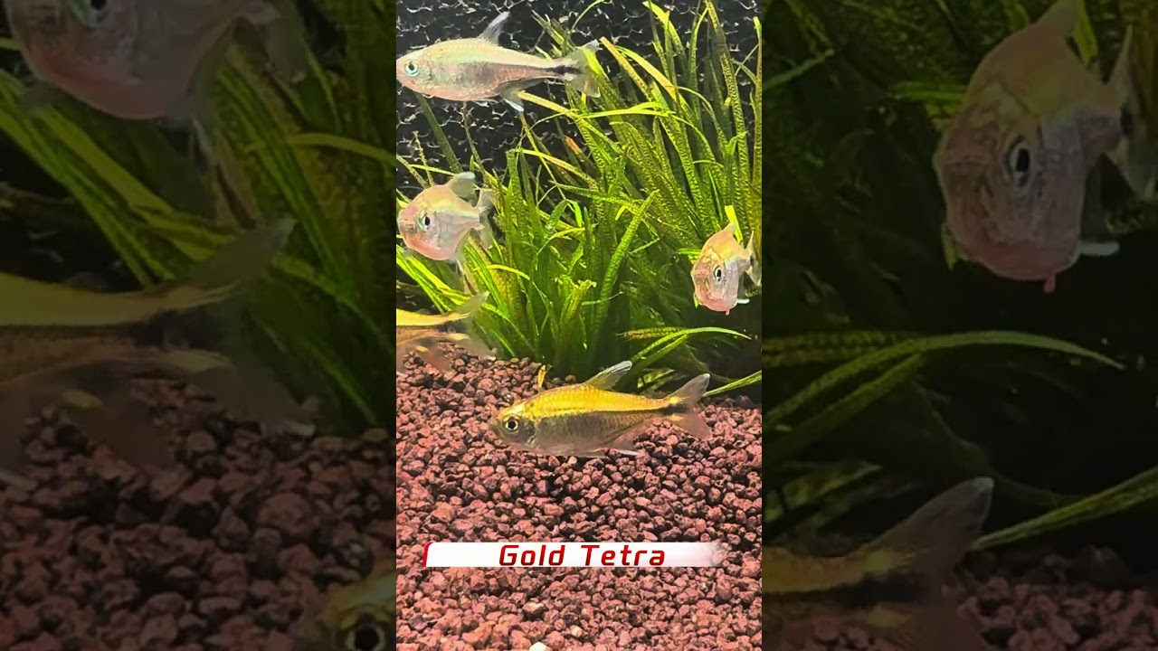 Gold Tetra, Hemigrammus rodwayi #aquarium #fish #aquascape