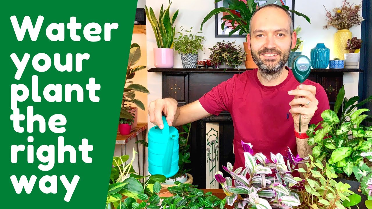 Water Your Plants Like This!