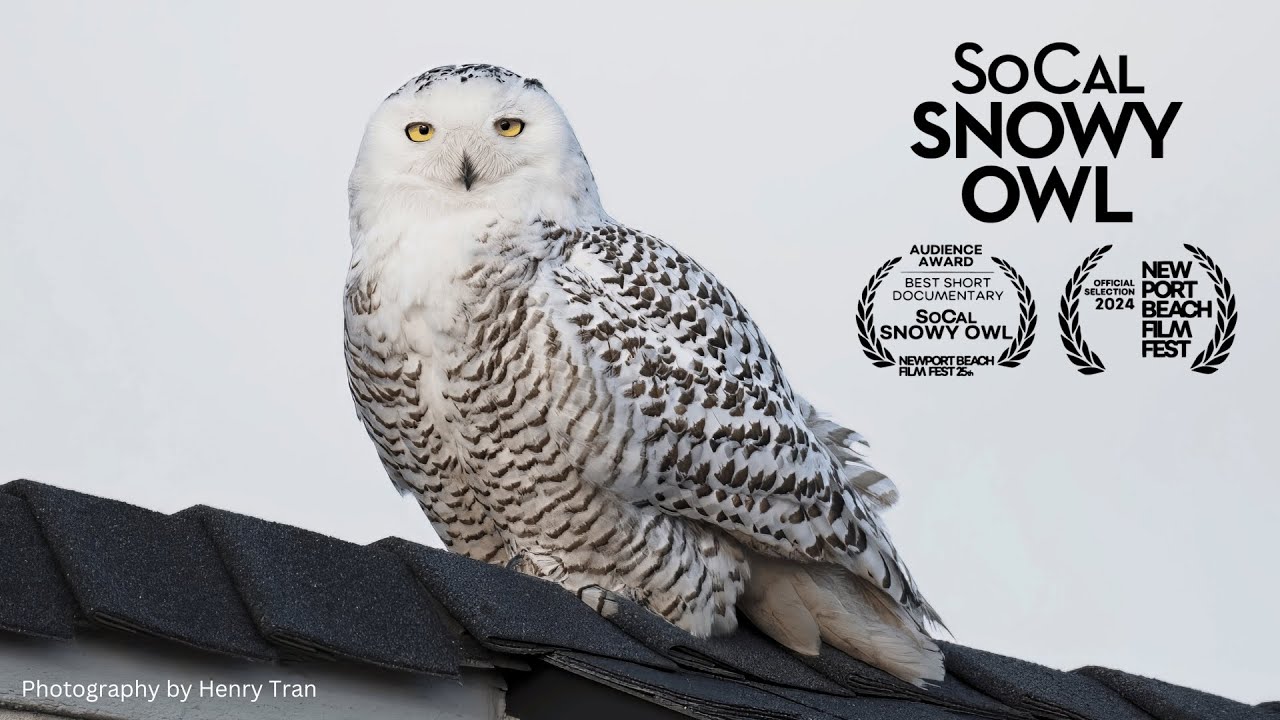 SoCal SNOWY OWL Trailer for Newport Beach Film Festival