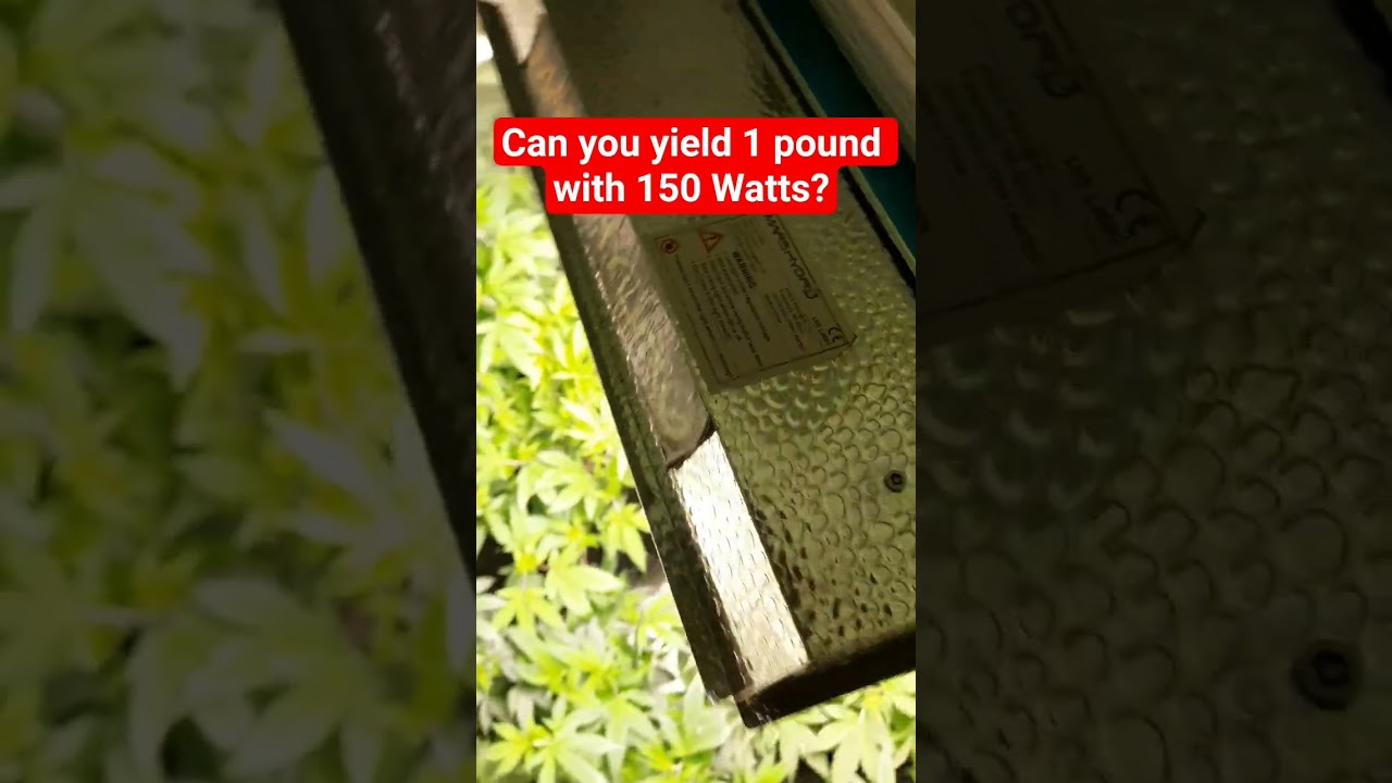 Mars Hydro TS 1000 150 Watt LED Light: How to Grow Cannabis #garden #gardening #cannabiseducation