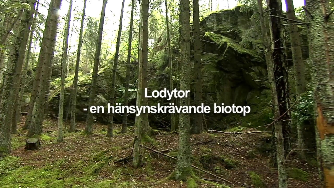 Miljöhänsyn: Lodytan - en hänsynskrävande biotop (12)