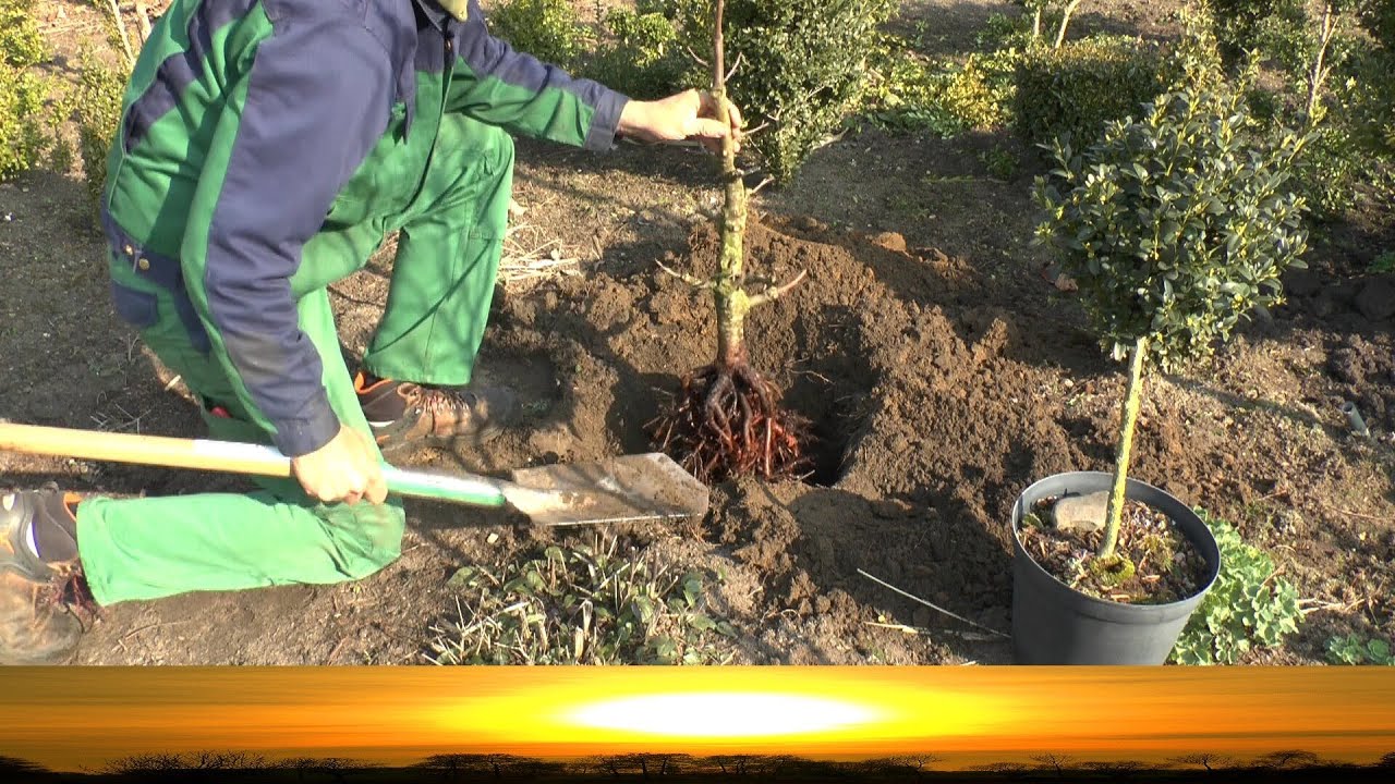 Bonsai Experiment umpflanzen Erle 2 transplanting