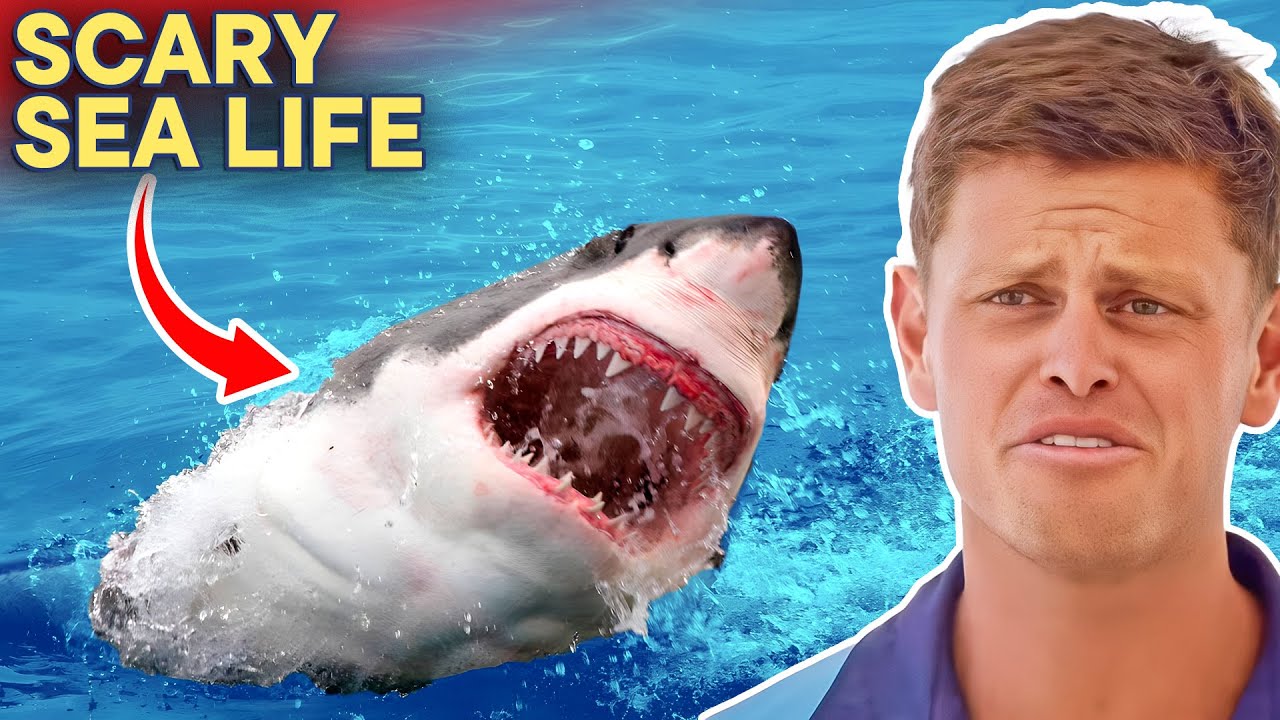 SCARIEST Sea Creatures At Bondi Beach
