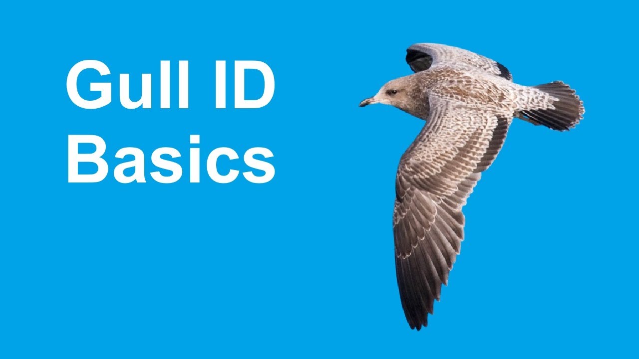 Identify Gulls: First Step: Determine Age