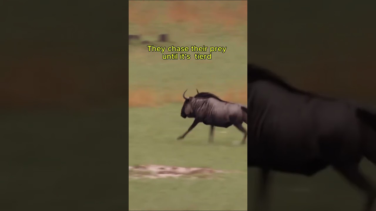 How African Wild Dogs Hunt: Amazing Pack Predators in Action #Shorts