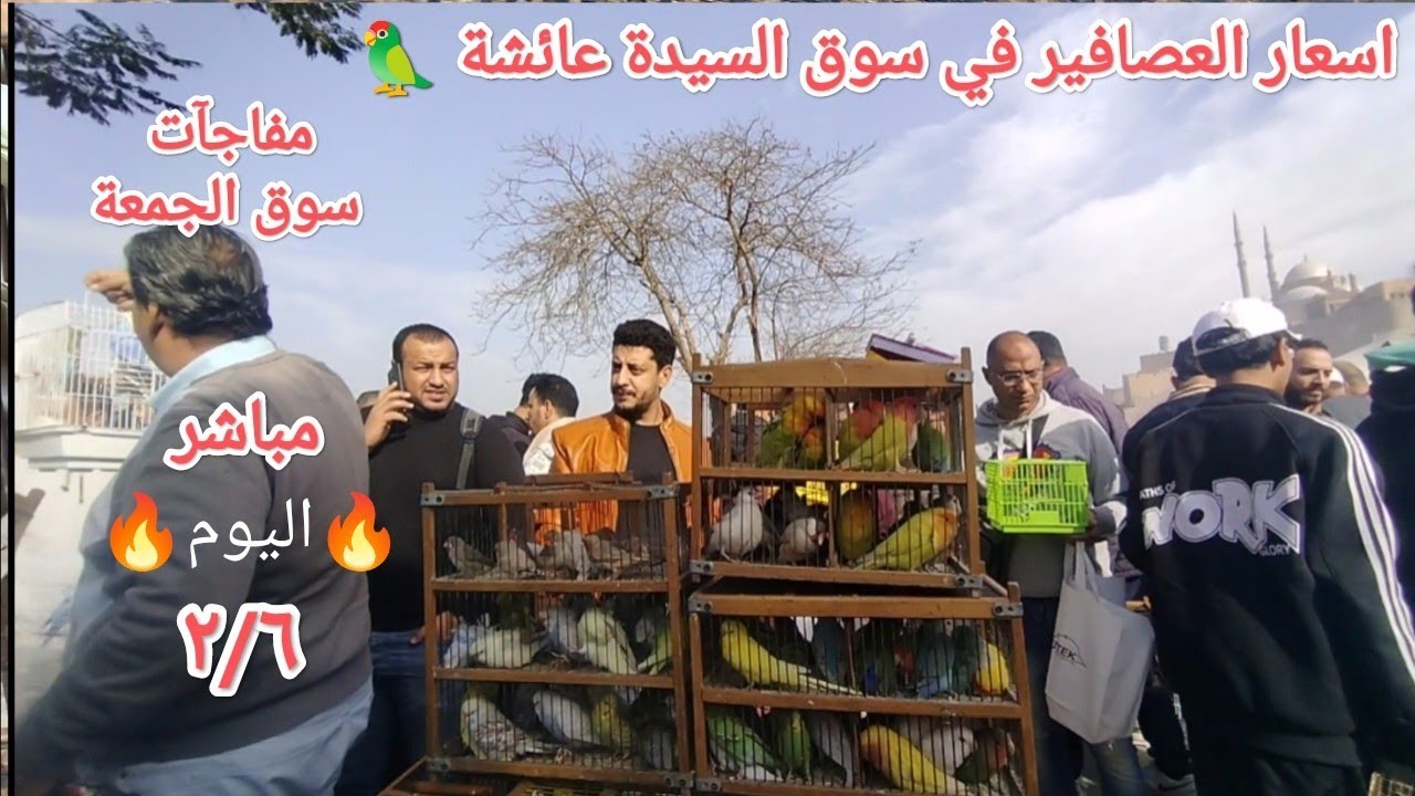 اسعار العصافير في سوق الجمعة بالسيدة عائشة واخبار لم العصافير 🦜 اليوم مفاجآت في لم العصافير 🦜💣🔥👌