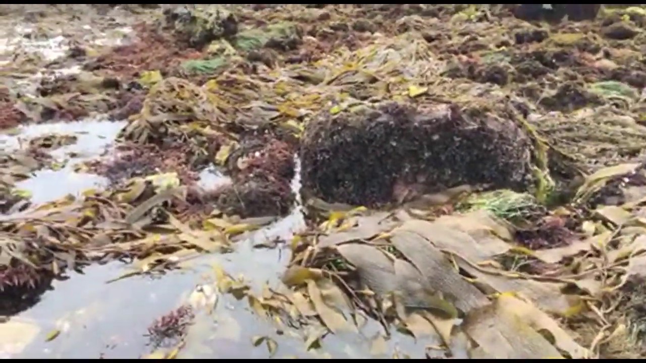 Tidepooling an awesome low tide at Steinbeck’s Great Tide Pool! | Live From Monterey Bay!