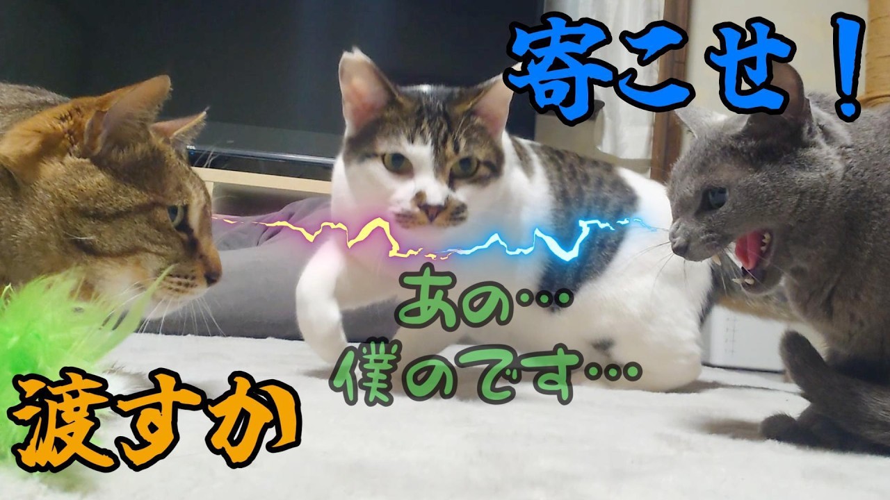 【やさぐれ猫ズ】三者三様の遊び方