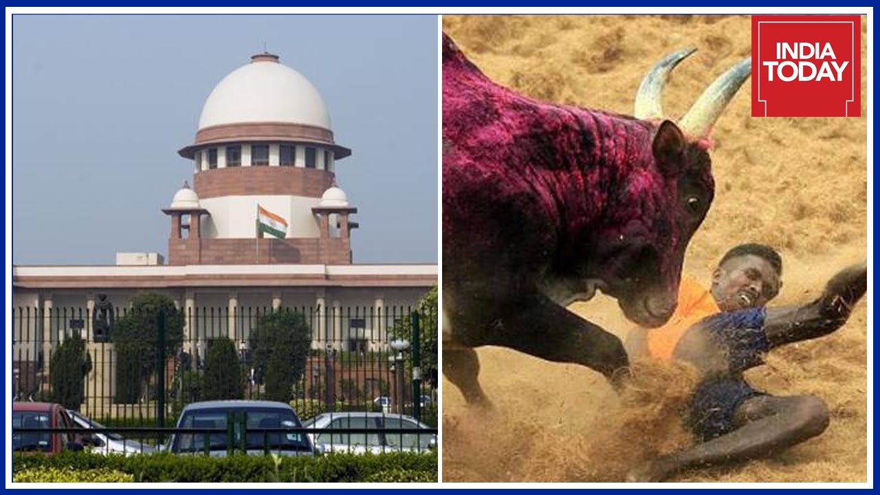 PETA To Approach Supreme Court Against Jallikattu & Kambala Laws