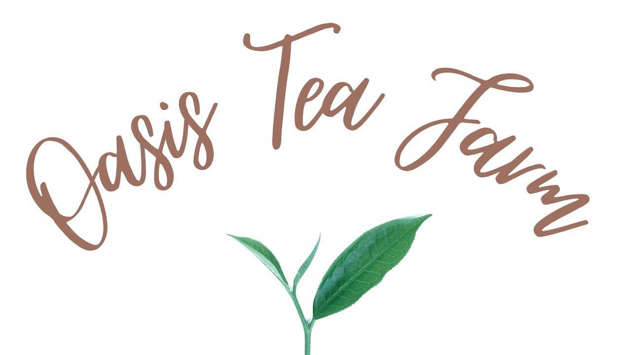 OASIS TEA FARM,kundarbil Estd:2001|| Udalguri || plucking tea leaves ||Anthony Daimari ||