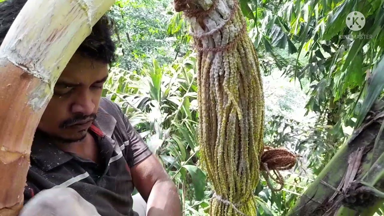 ඉහිරුන කිතුල් මලක්  හදන විදිය natural  kithul toddy/kithul mal beheth /කිතුල් රා/Monik Tilan