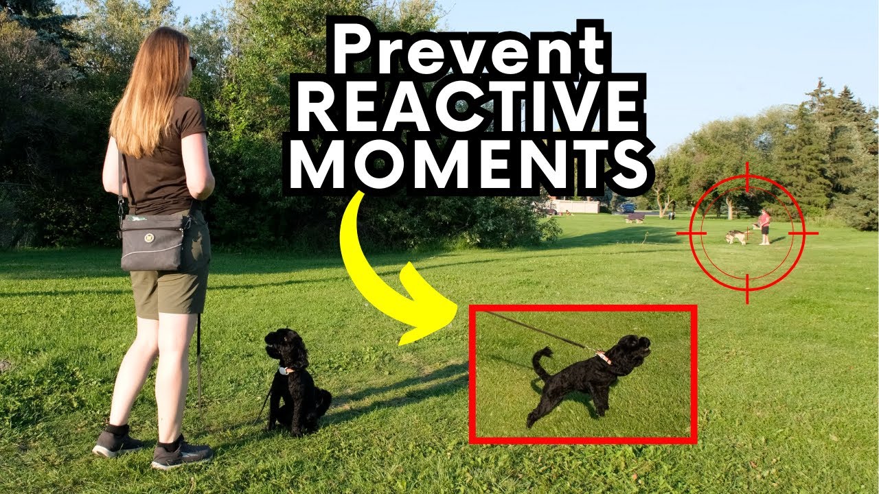 How to Train an Emergency U-Turn for Better Leash Reactivity Results