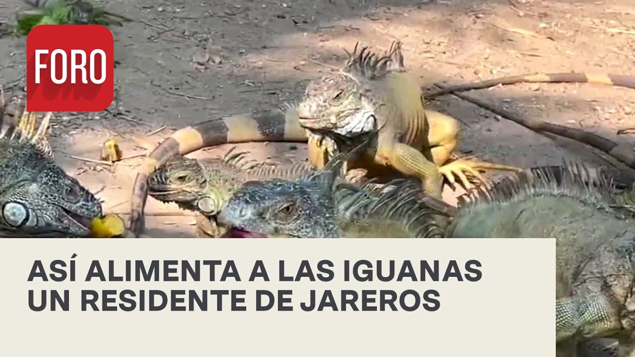 Hombre alimenta y cuida iguanas en Jareros, Veracruz - Expreso de la Mañana