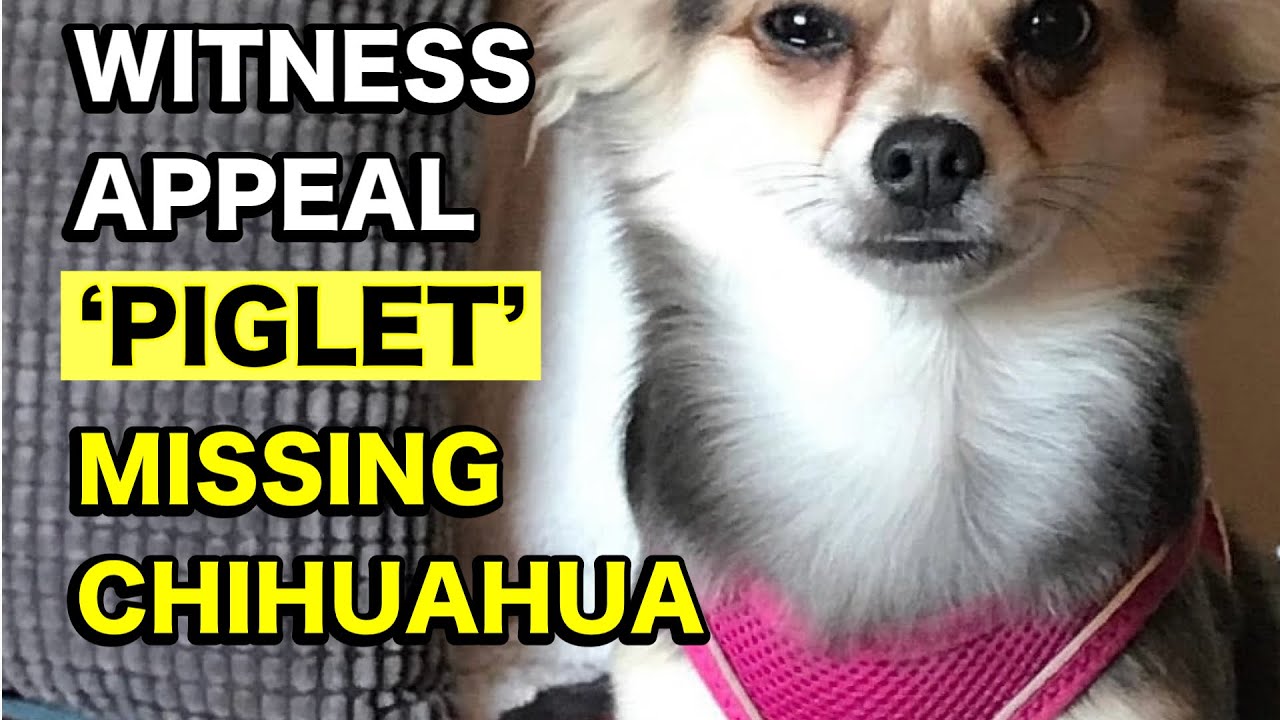 Chihuahua named Piglet Missing on Grand Union Canal Harefield Pet Detective's Appeal for Witnesses