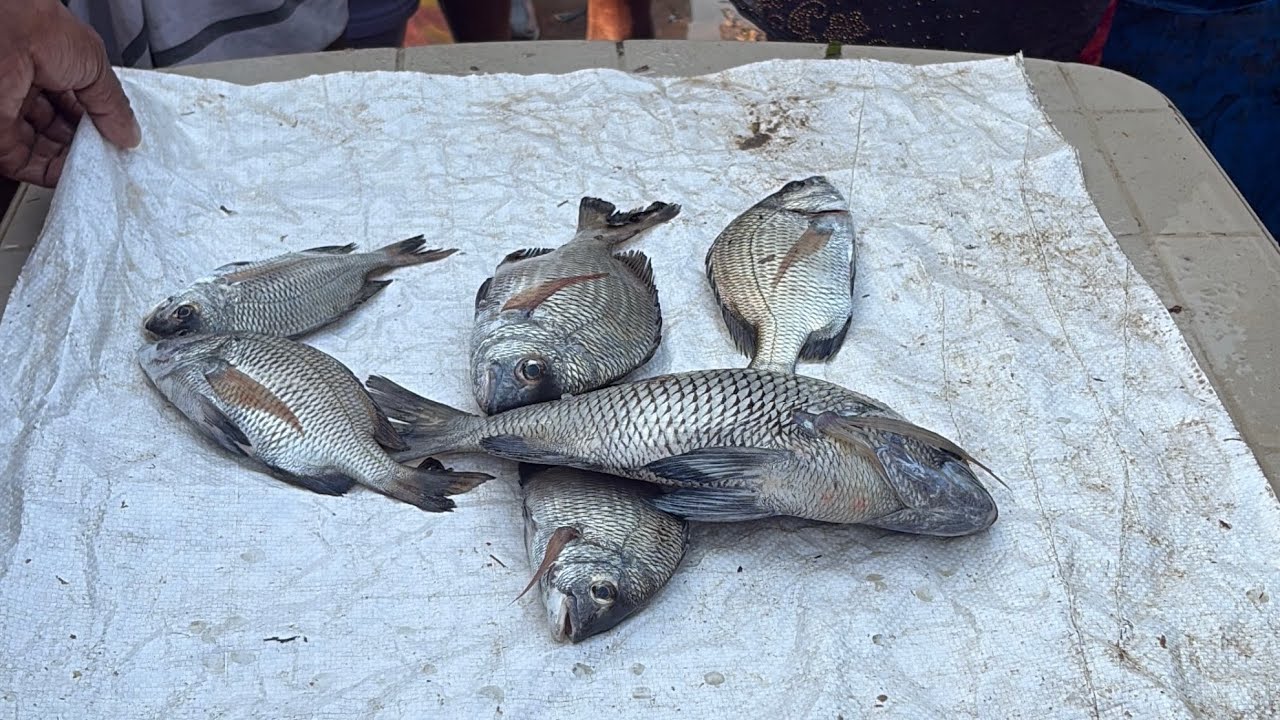 🐬🐟 கருமுரல், பாறை மீன்கள் ஏலம்🦀🦑🦐|| Fresh fish auction muthukkuda || Mar 03,2026 