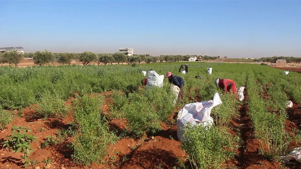 زراعة نبتة المليسة تعود إلى مناطق ريف إدلب