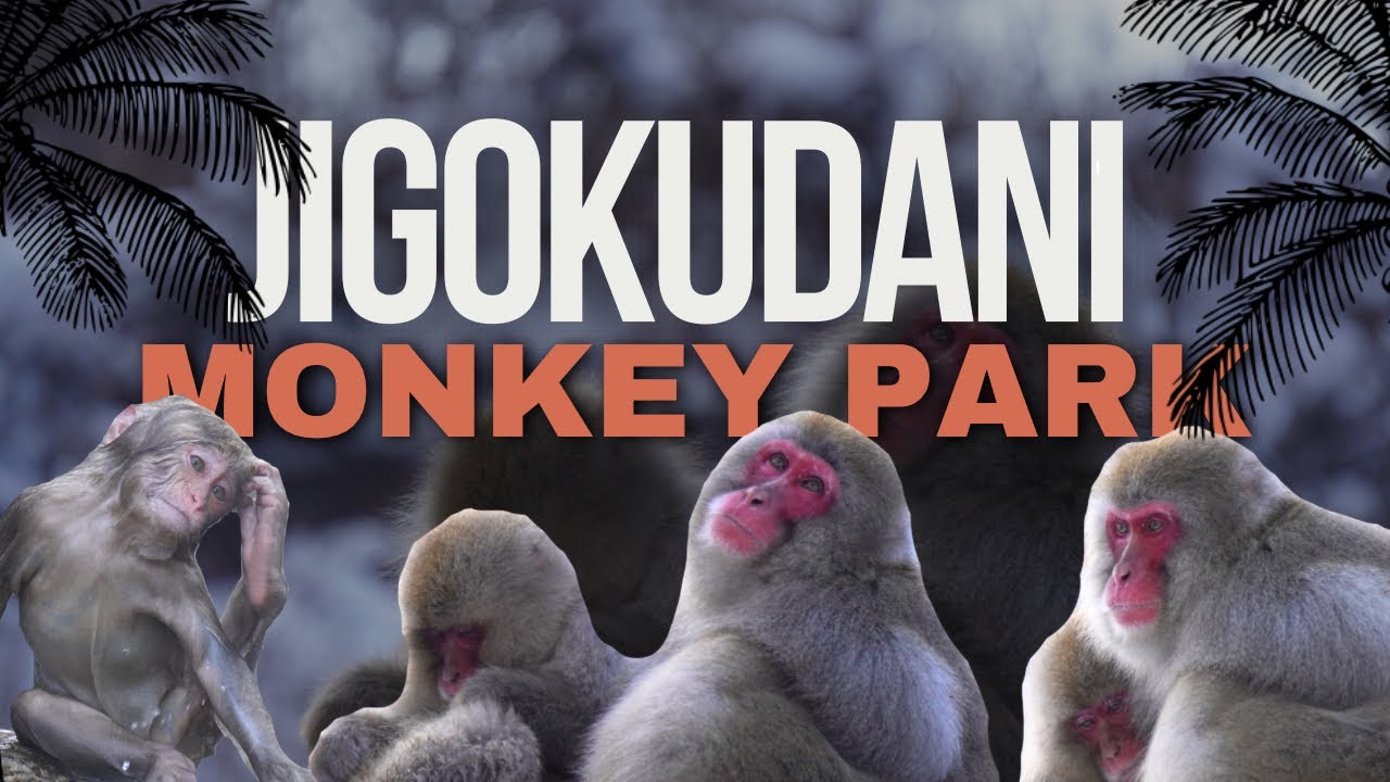 Monkeys in the winters are a different breed!