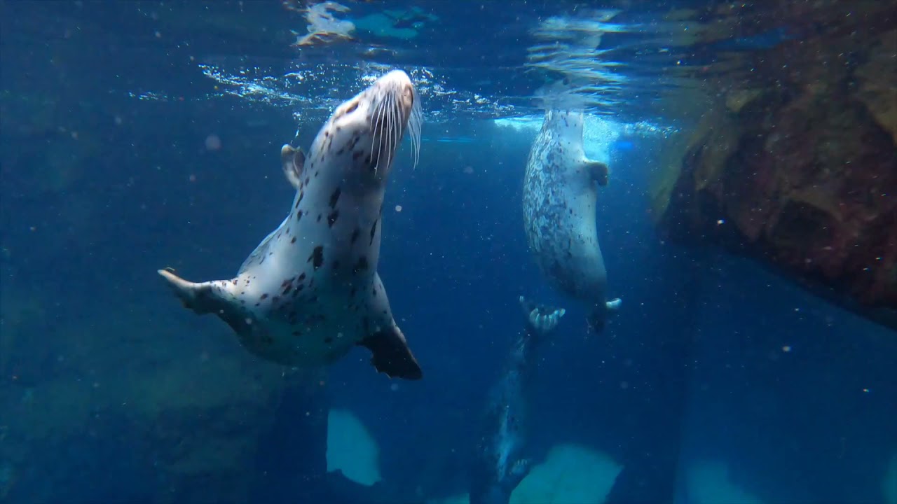 Harbor Seals Play Like Cute Ocean Puppies