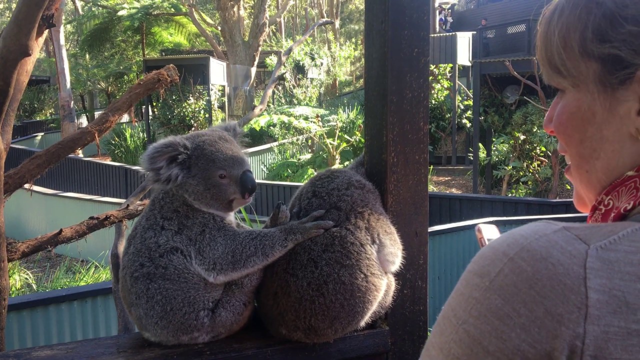 Koala's Cuddling! Hunter Valley Tour -with VIP Koala Experience!