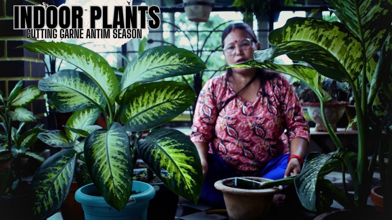 Last Season for Indoor Plant Cuttings (House Plant) I Indoor Plants in Nepal