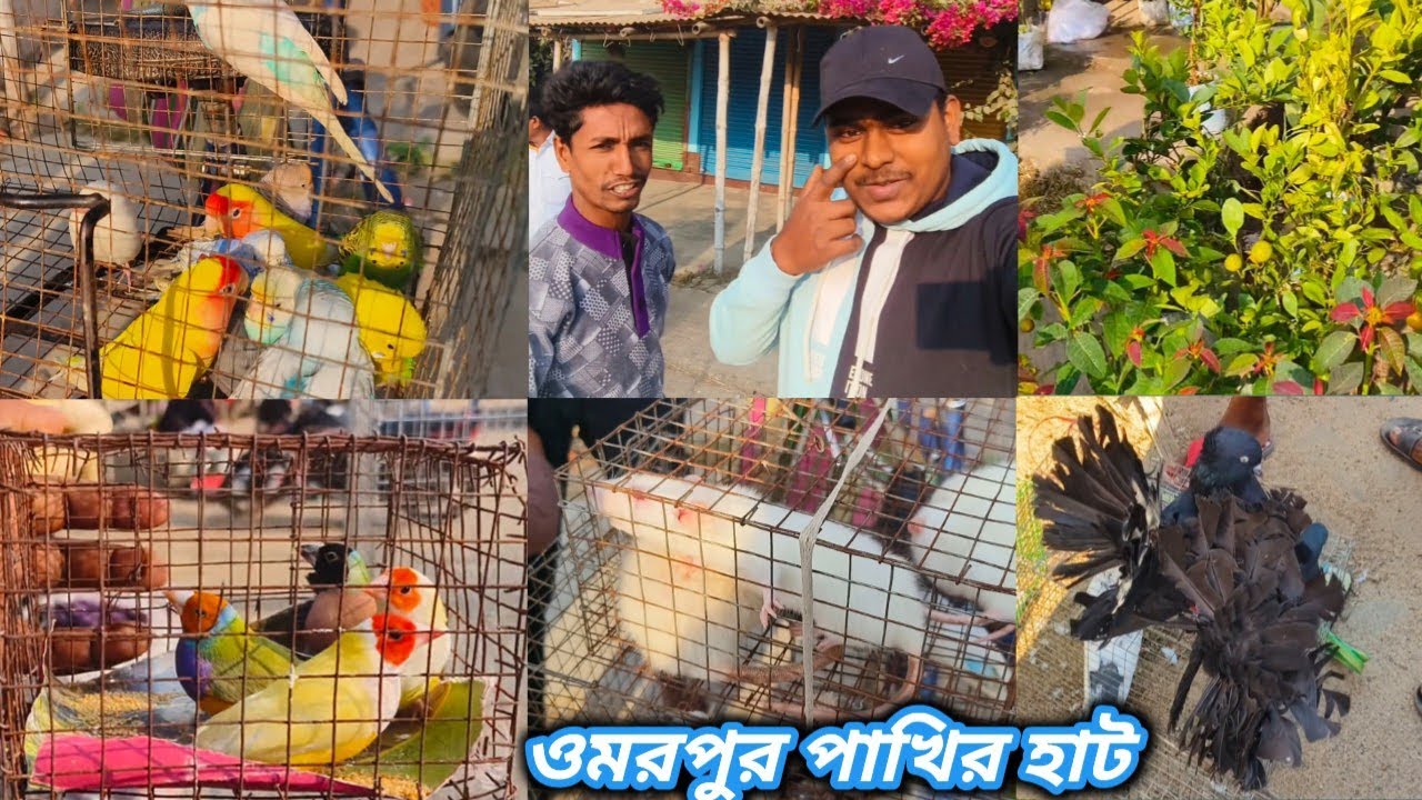 ওমরপুর পাখির হাট 🦜||umarpur bird market||মুর্শিদাবাদের পাখির হাট|খুব সস্তার পাখির হাট@dspigeon519