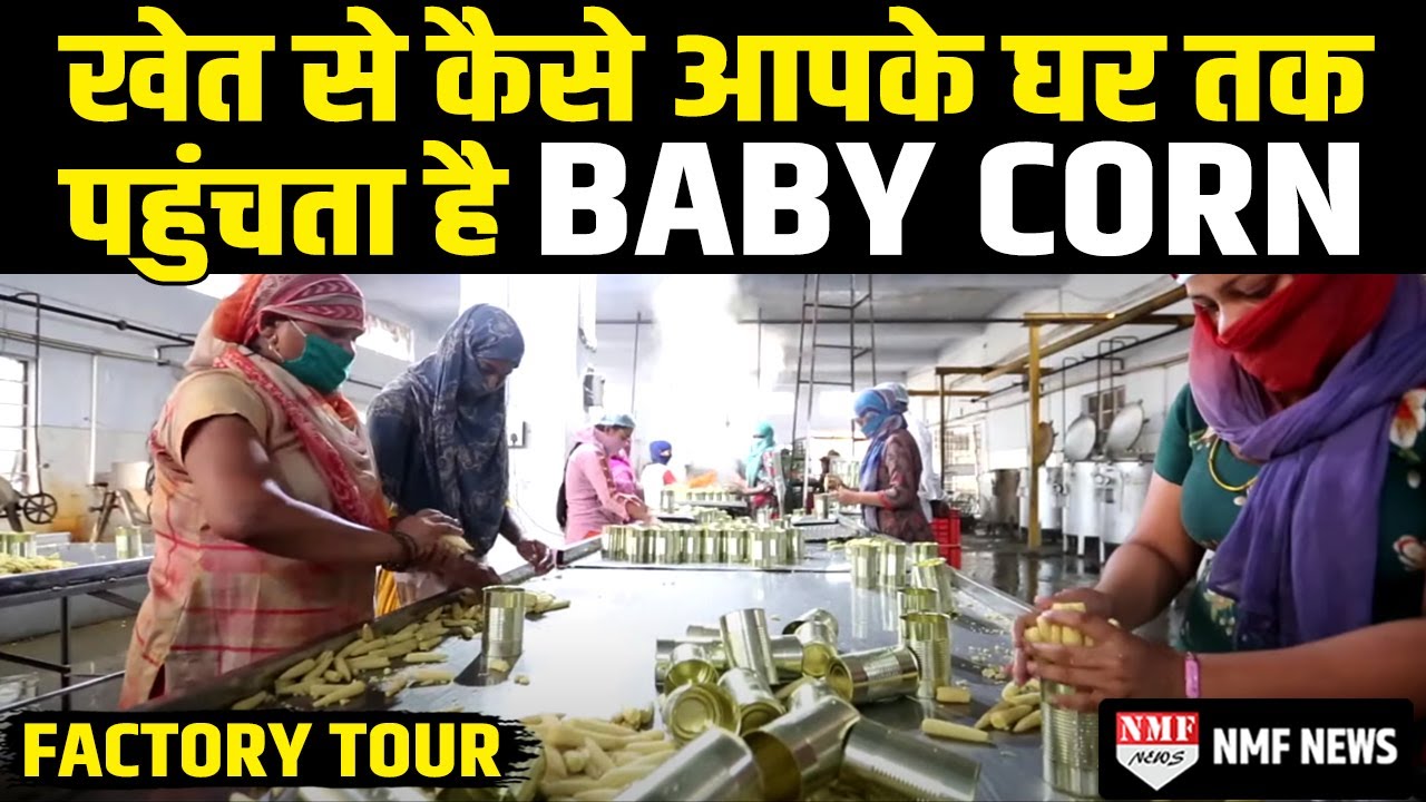 खेत से लेकर फैक्ट्री और फिर आपके घर तक कैसे पहुंचता है Baby Corn । Full Process