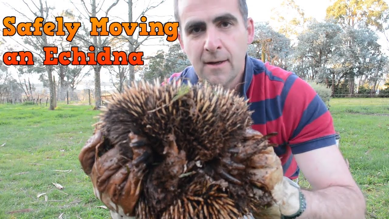 Echidna Rescue
