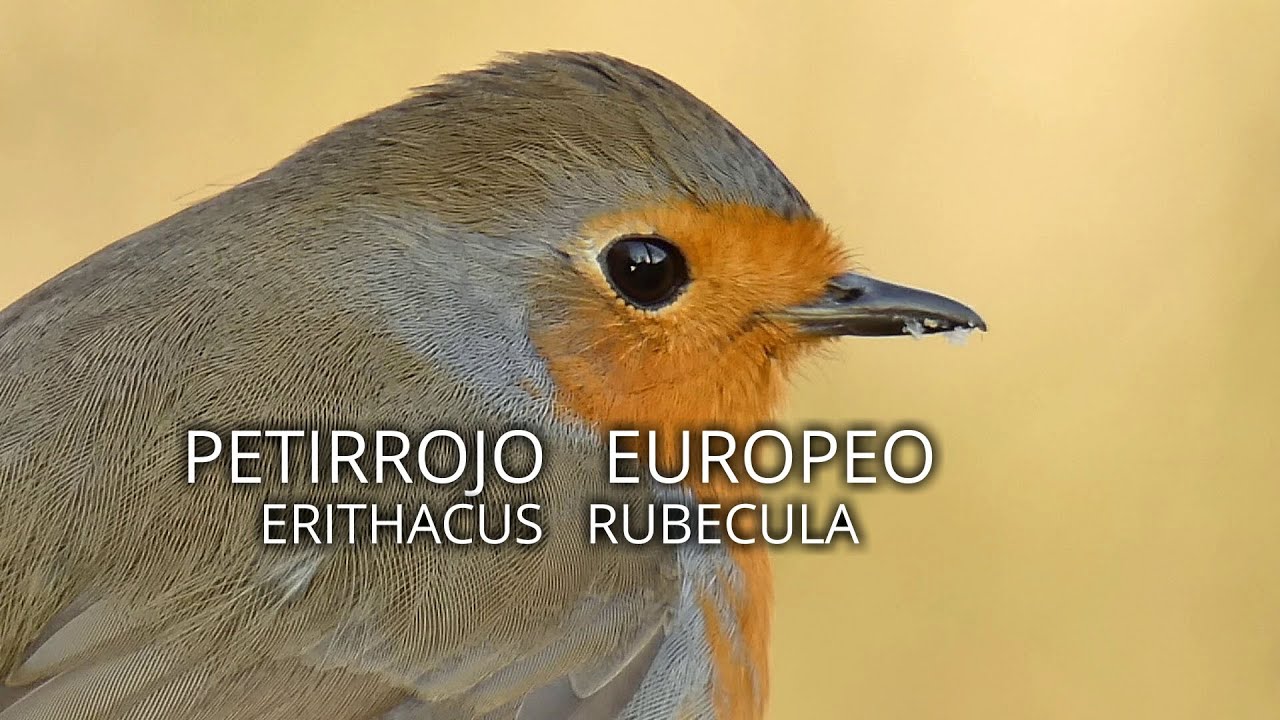 🐦TXANTXANGORRI/ERITHACUS RUBECULA