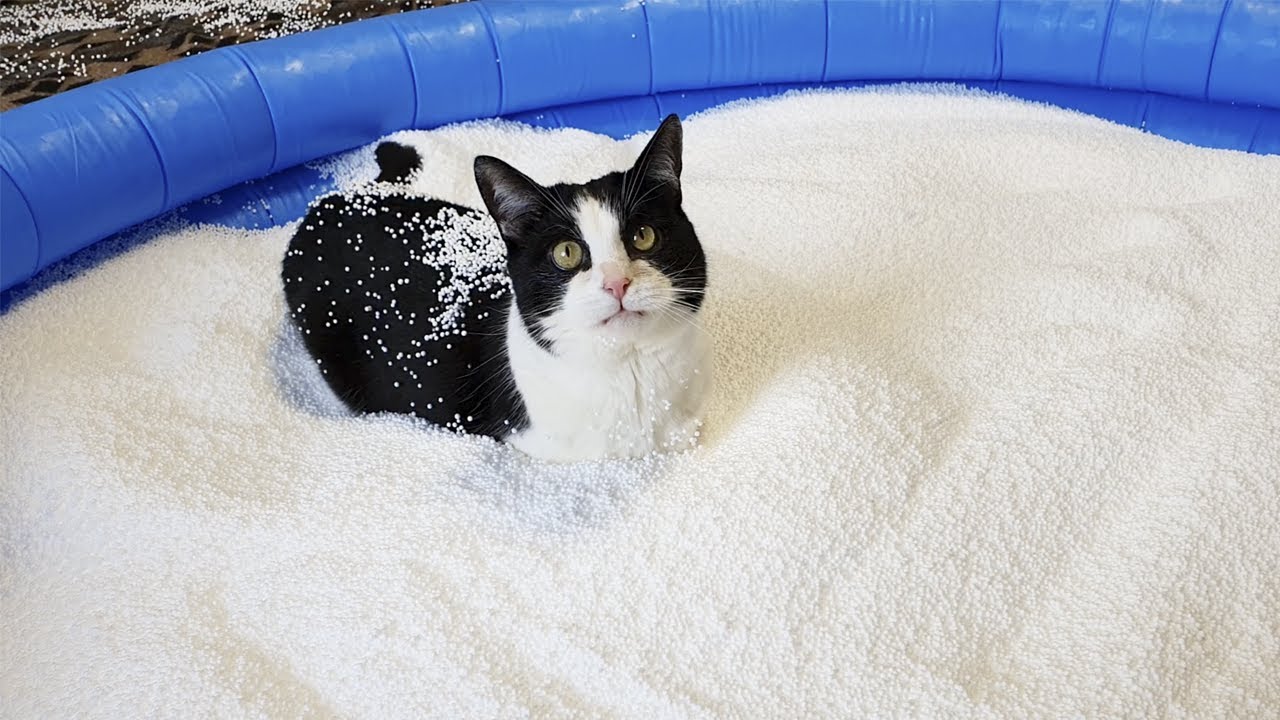 Pool of Bean Bag Filling. Cat's Reaction