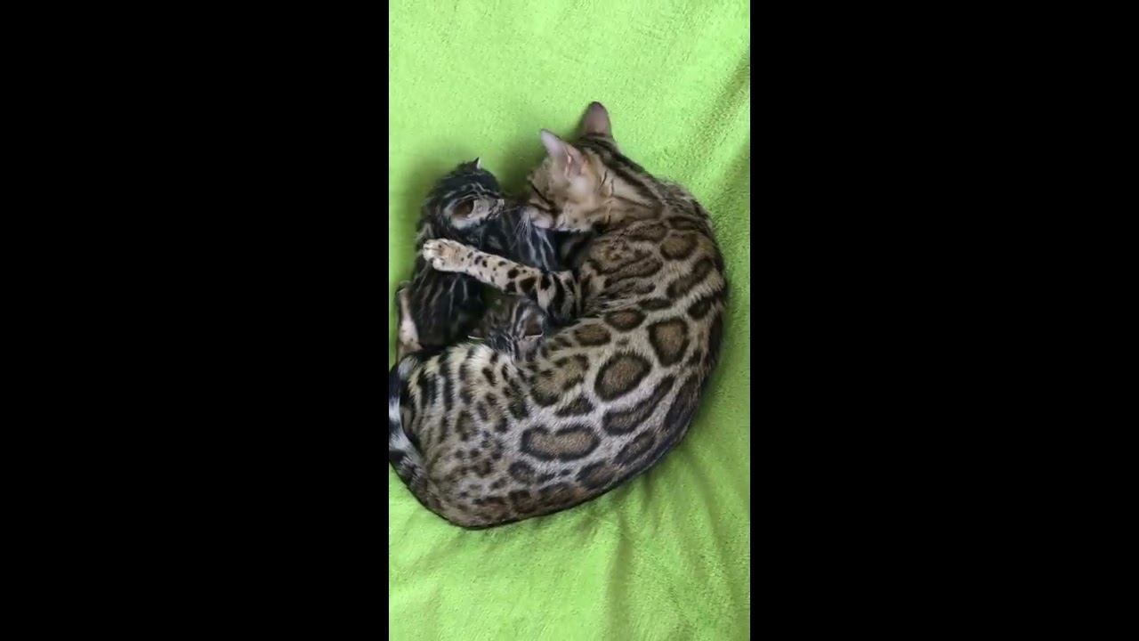 The life of a Bengal kitten from birth to the time of flight to a new home.