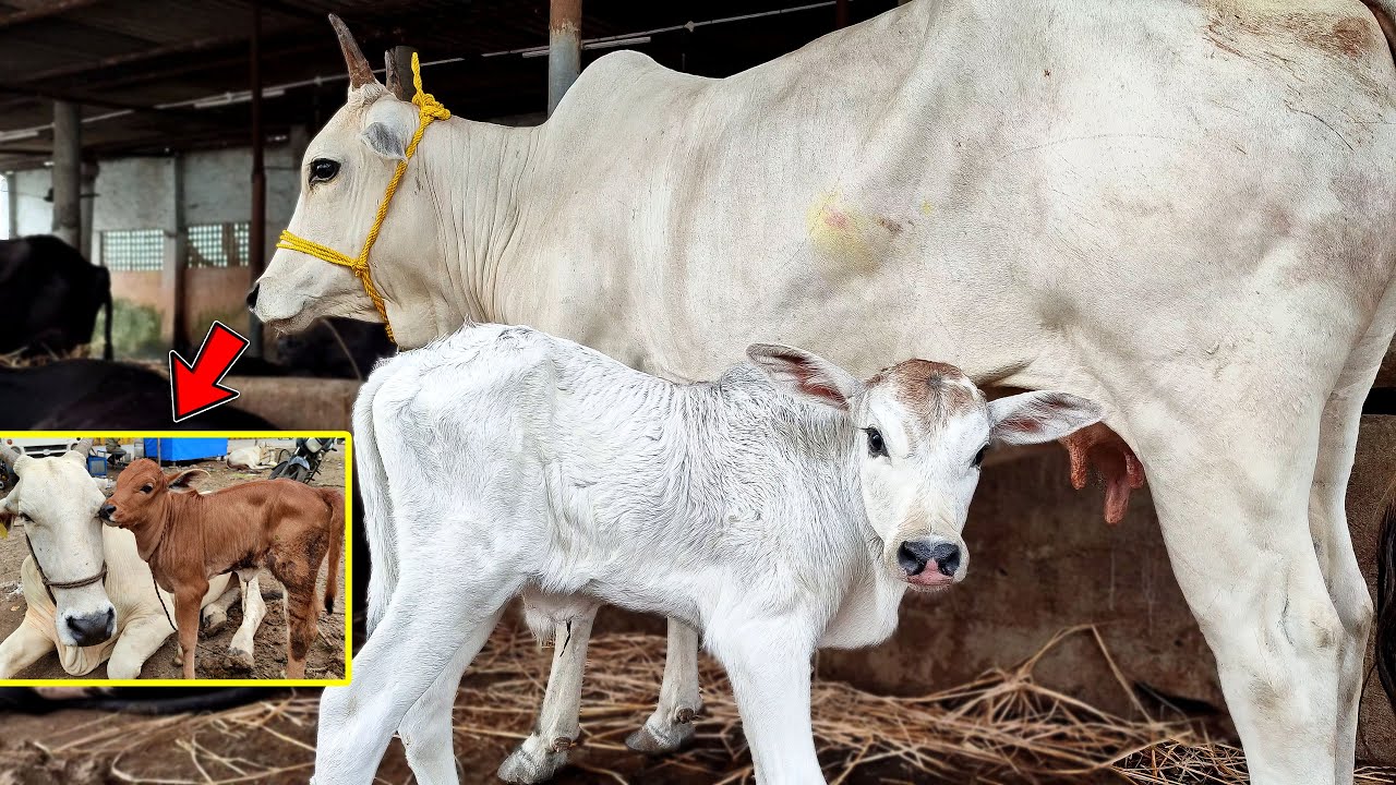 Beautiful Cow & Calf ❤️ | Two Calves Born At The Same Day 💛💚| Cows Video | Desi Cow | Baby Cows ❤️💛💚