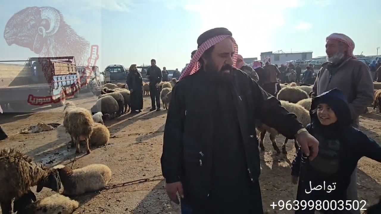 حركه سوق الغنم في مدينه إدلب سراقب 25\1\2026 اسعار اللحم وغنم الجنيه العواس والاعلاف والمعز المجنوي 