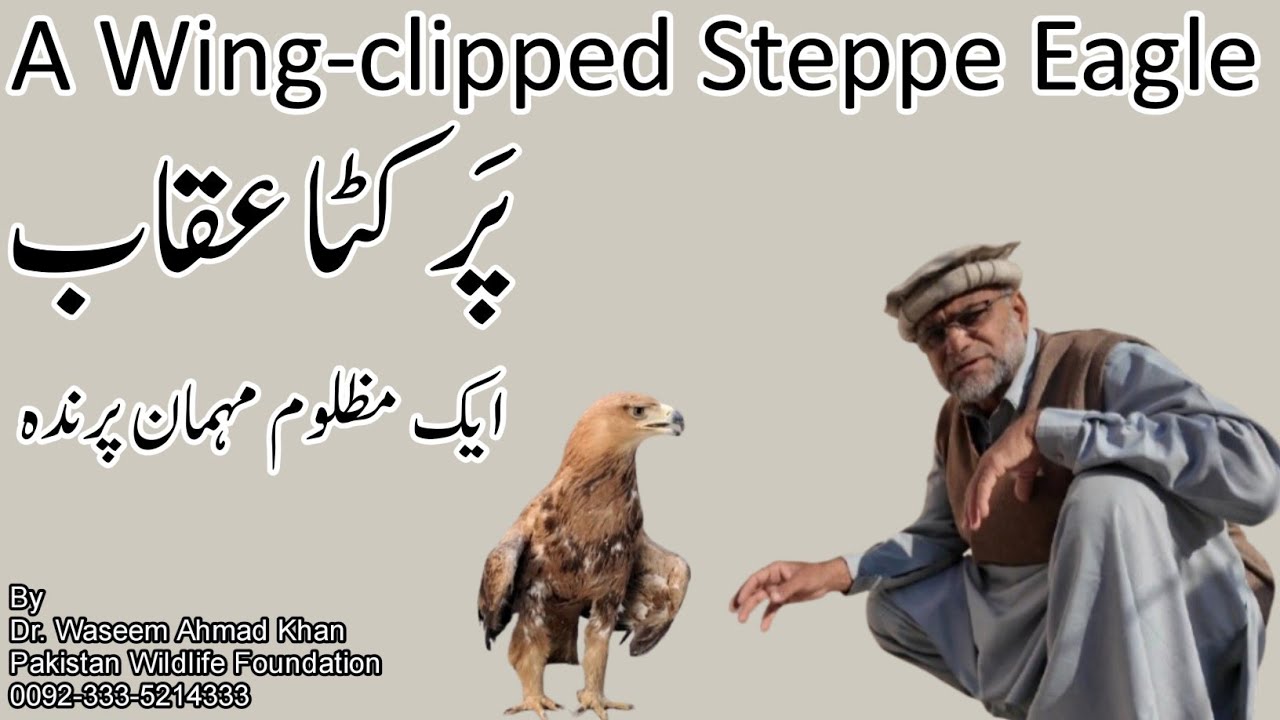 A Wing-clipped Steppe Eagle | Aik Par Kata Uqab | A Wing-clipped Eagle Rescue Story