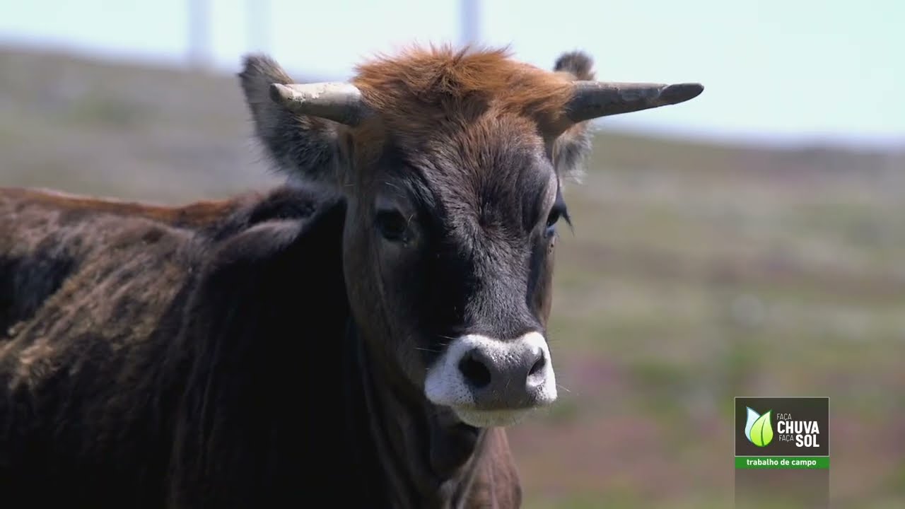 A vaca Maronesa