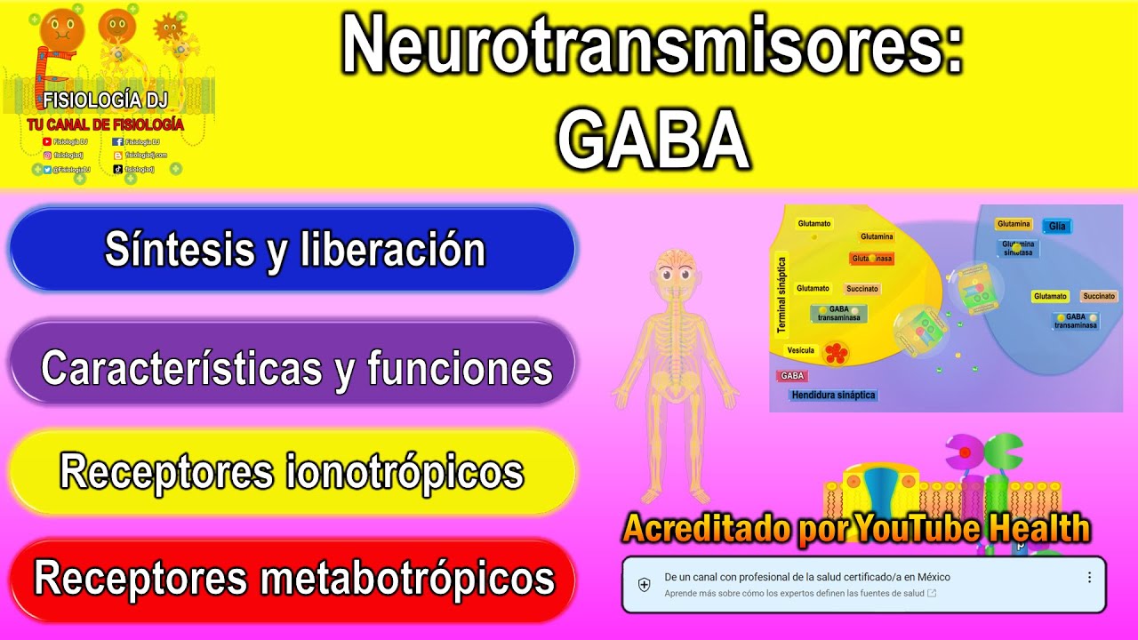 Neurotransmisores | Sistema nervioso central | GABA | GABA neurotransmisor